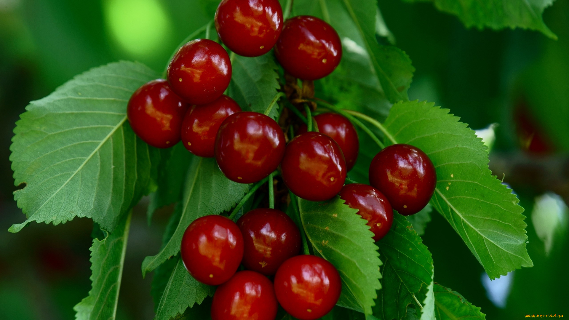 природа, ягоды, вишни