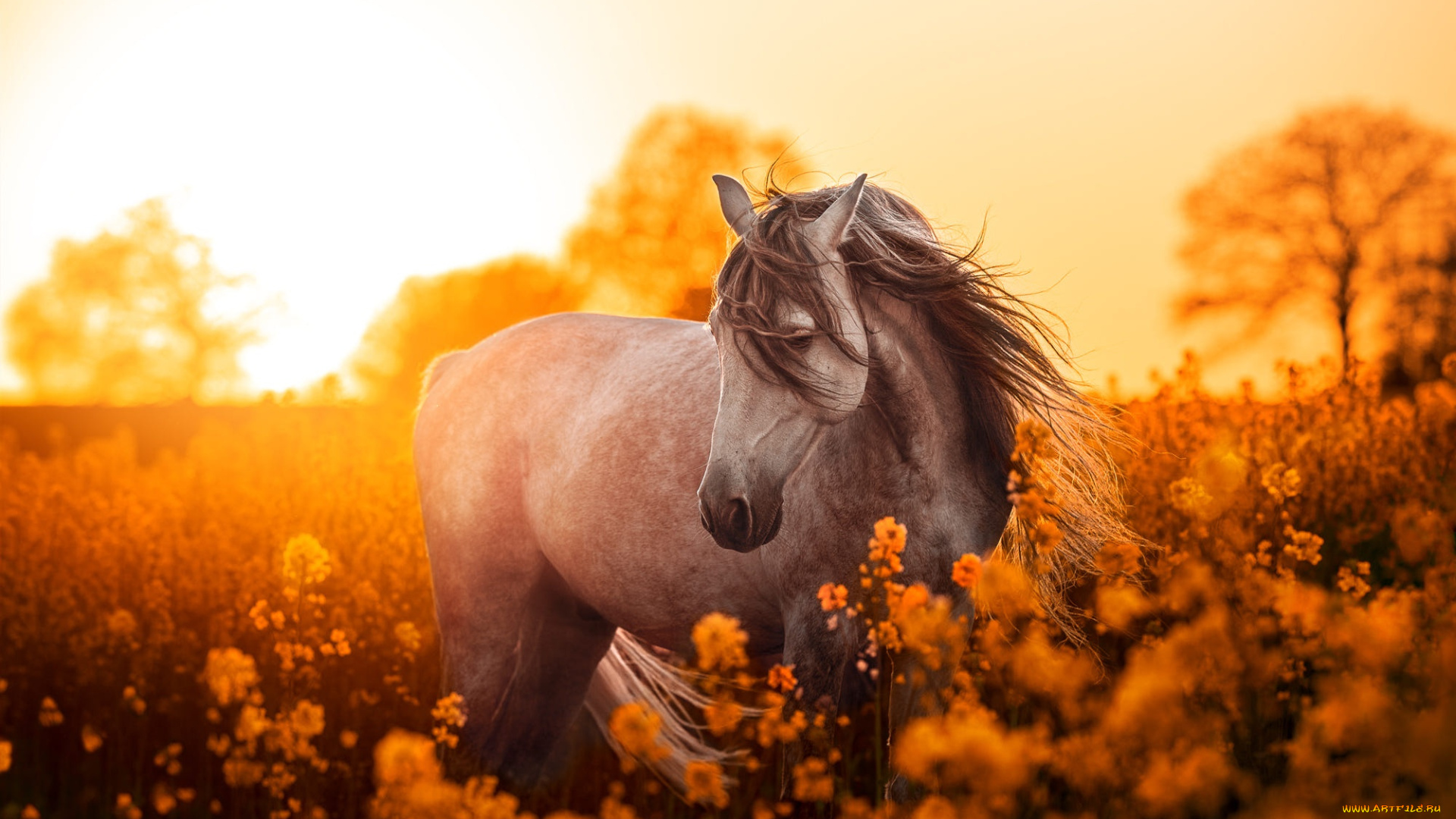 животные, лошади, лошадь