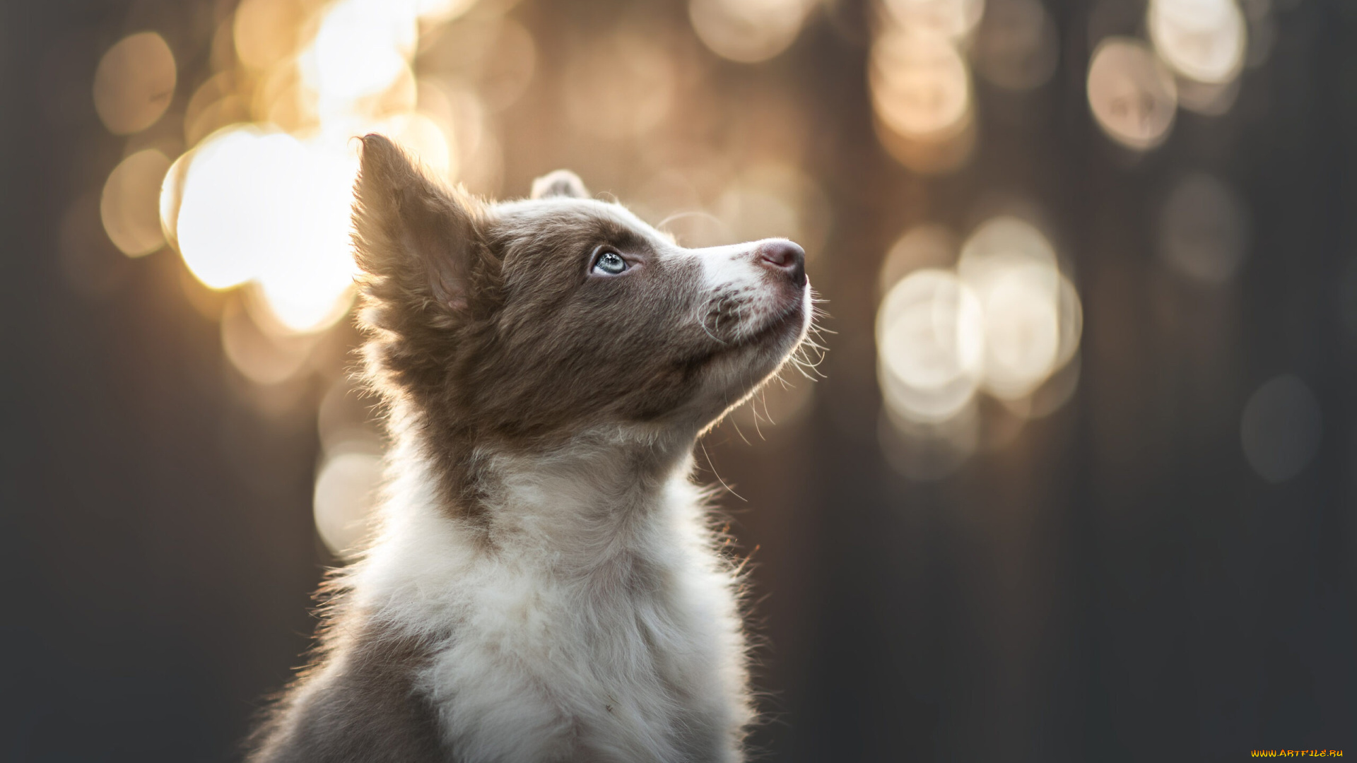 животные, собаки, собака