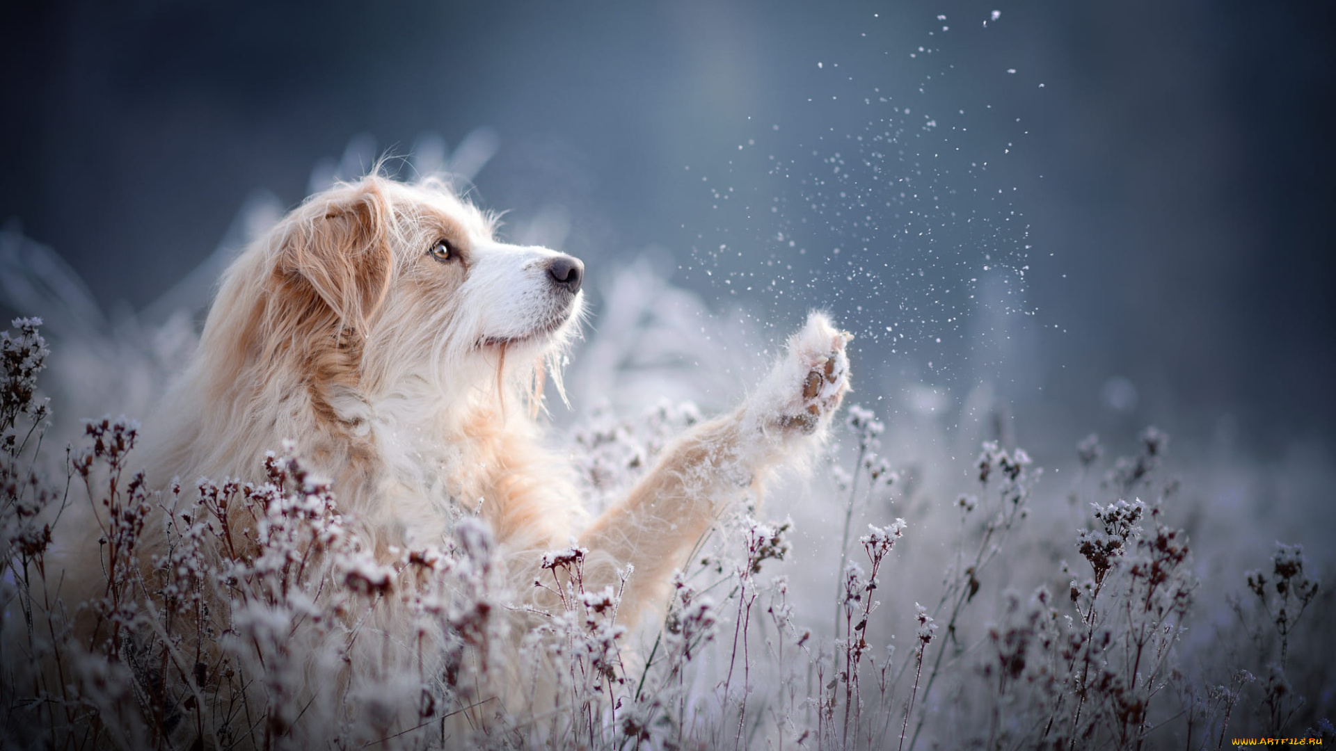 животные, собаки, собака