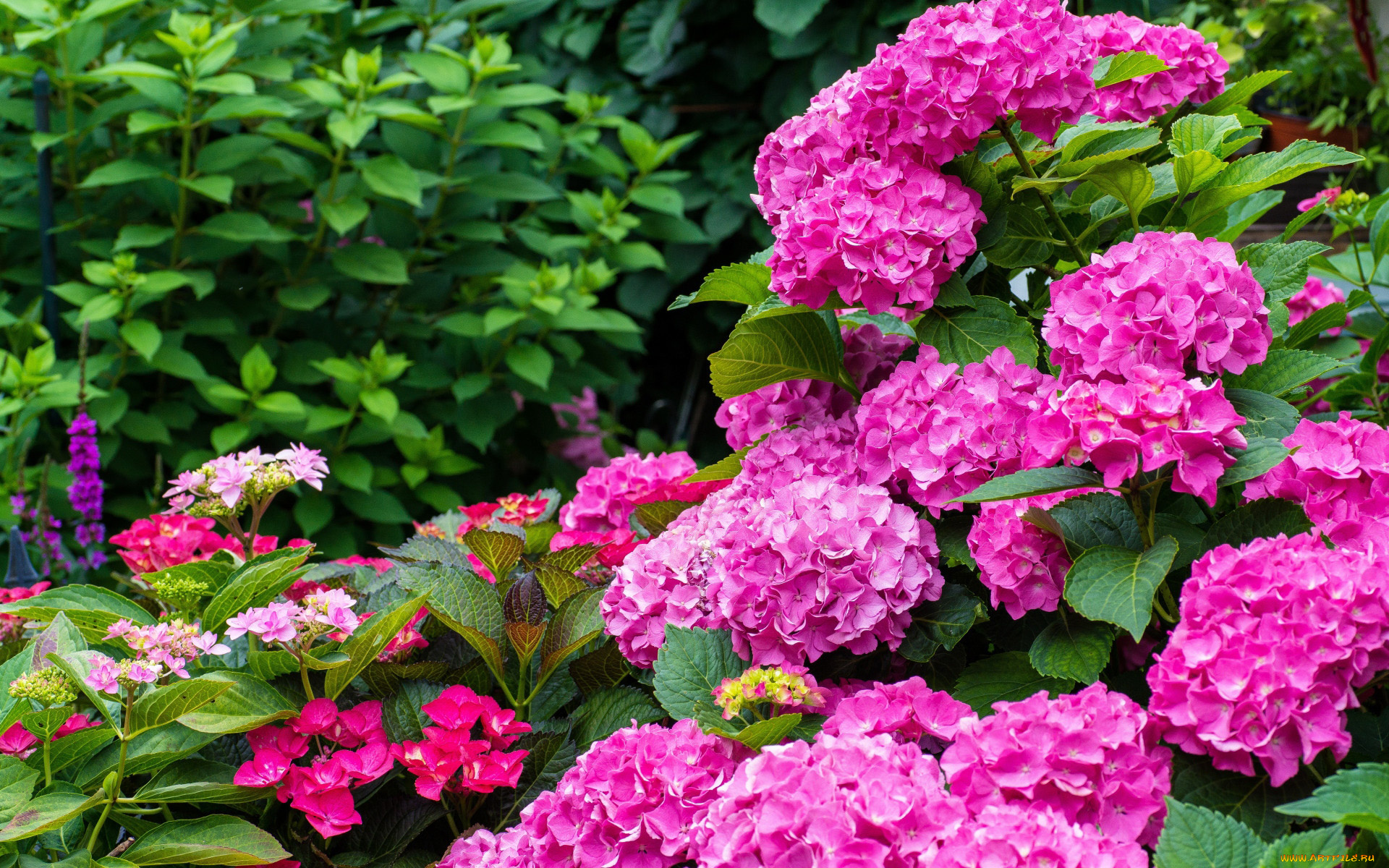 цветы, гортензия, куст, розовая
