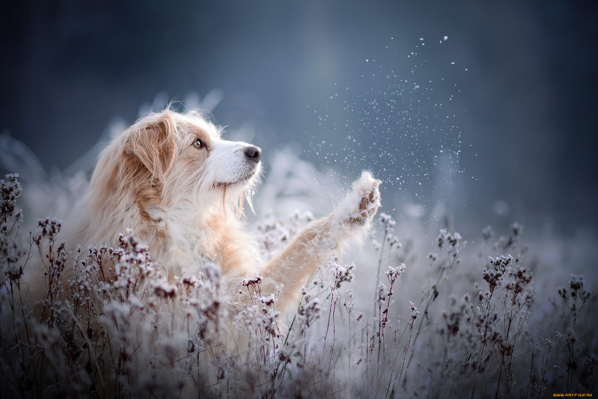 животные, собаки, собака