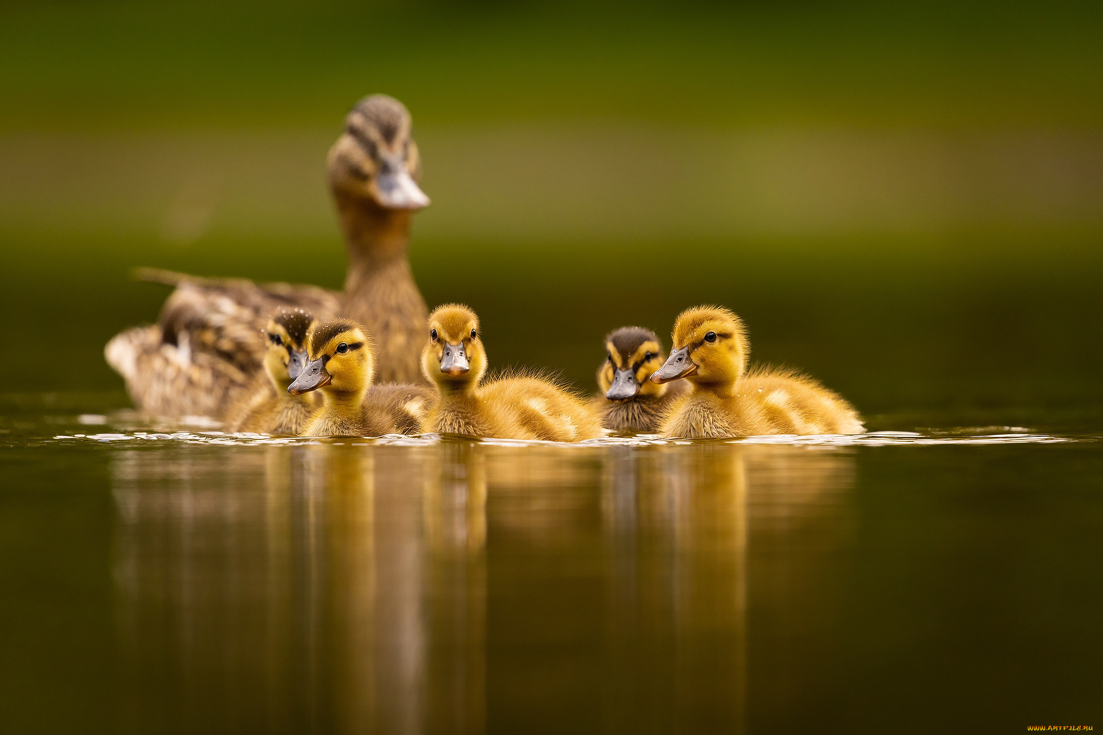 животные, утки, вода, птицы, природа, утята, утка, птенцы