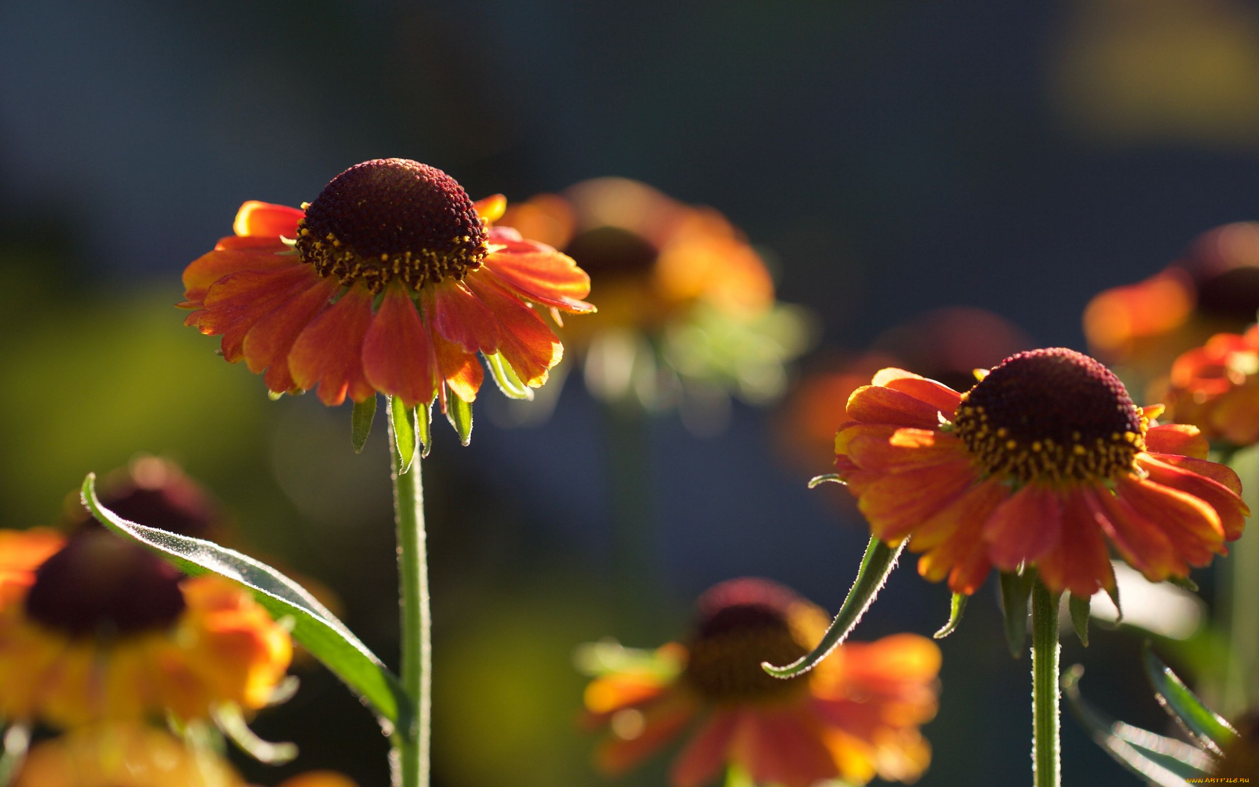 цветы, гелениум, оранжевые