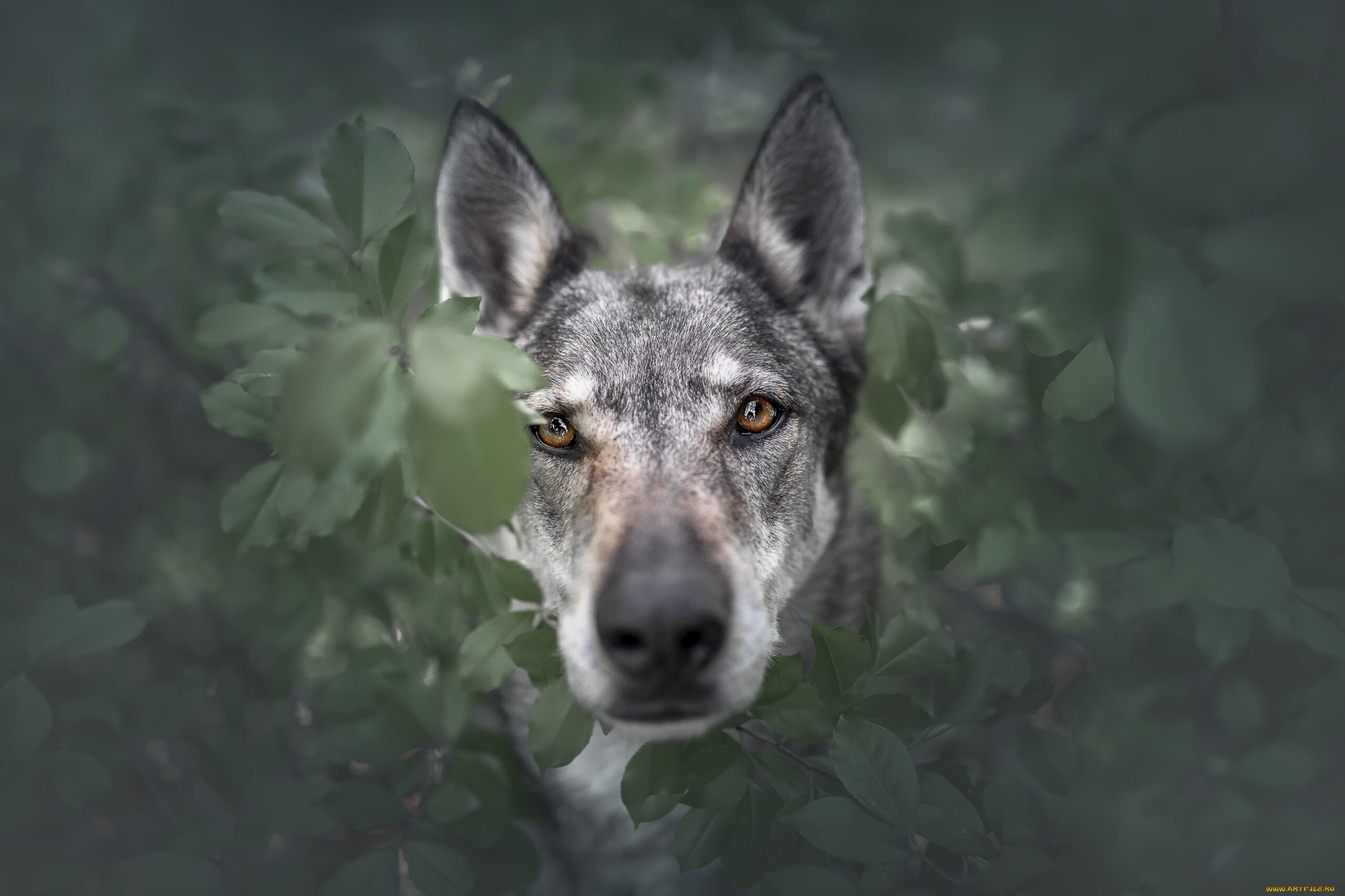 животные, собаки, собака