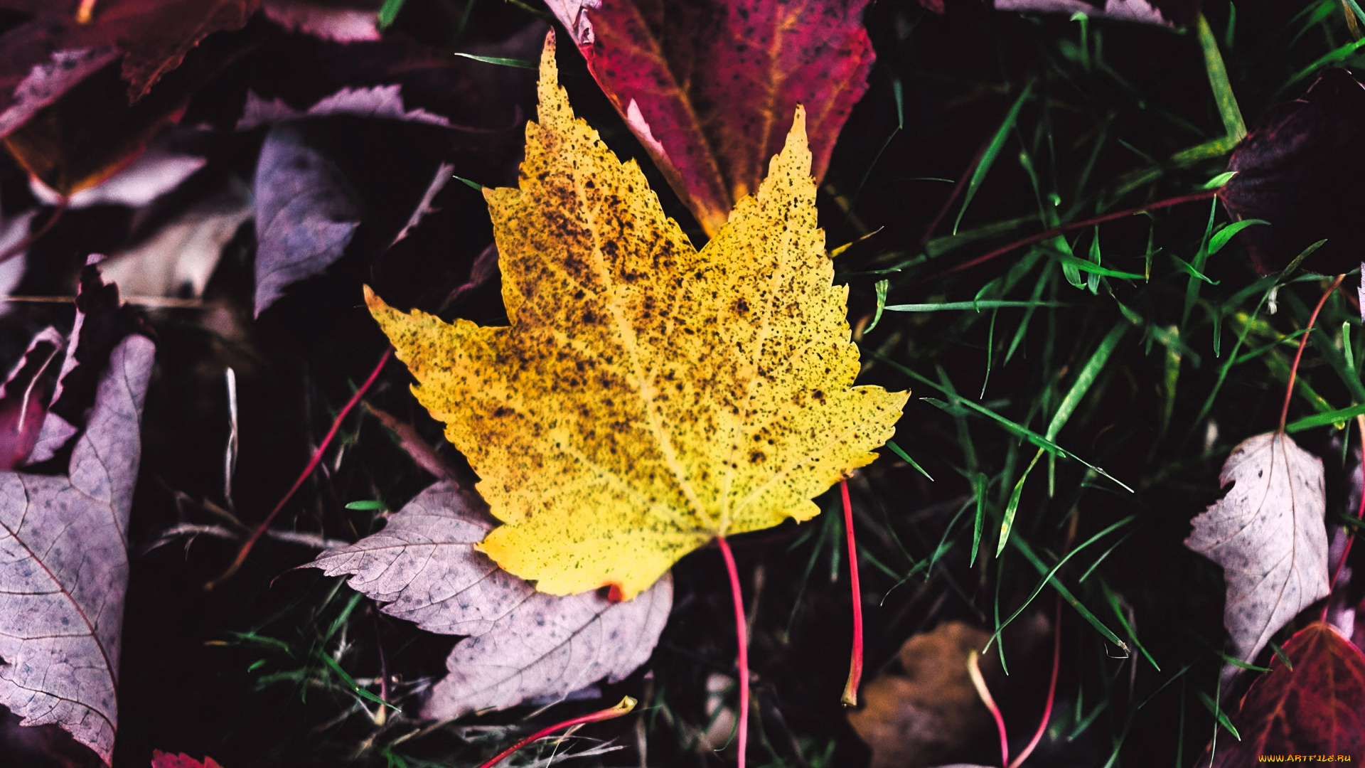 природа, листья, осень, трава