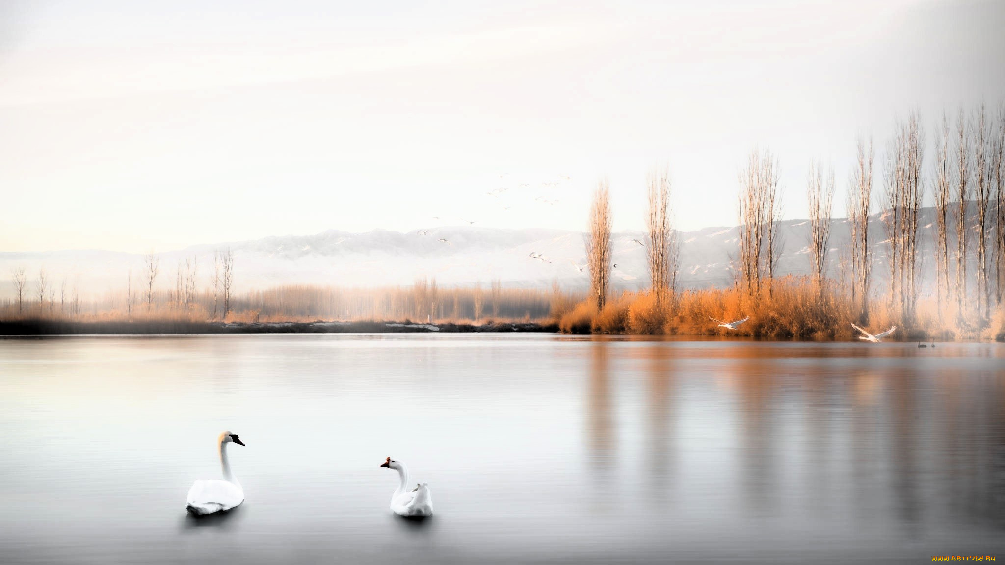 разное, компьютерный, дизайн, горы, лес, осень, озеро, лебеди