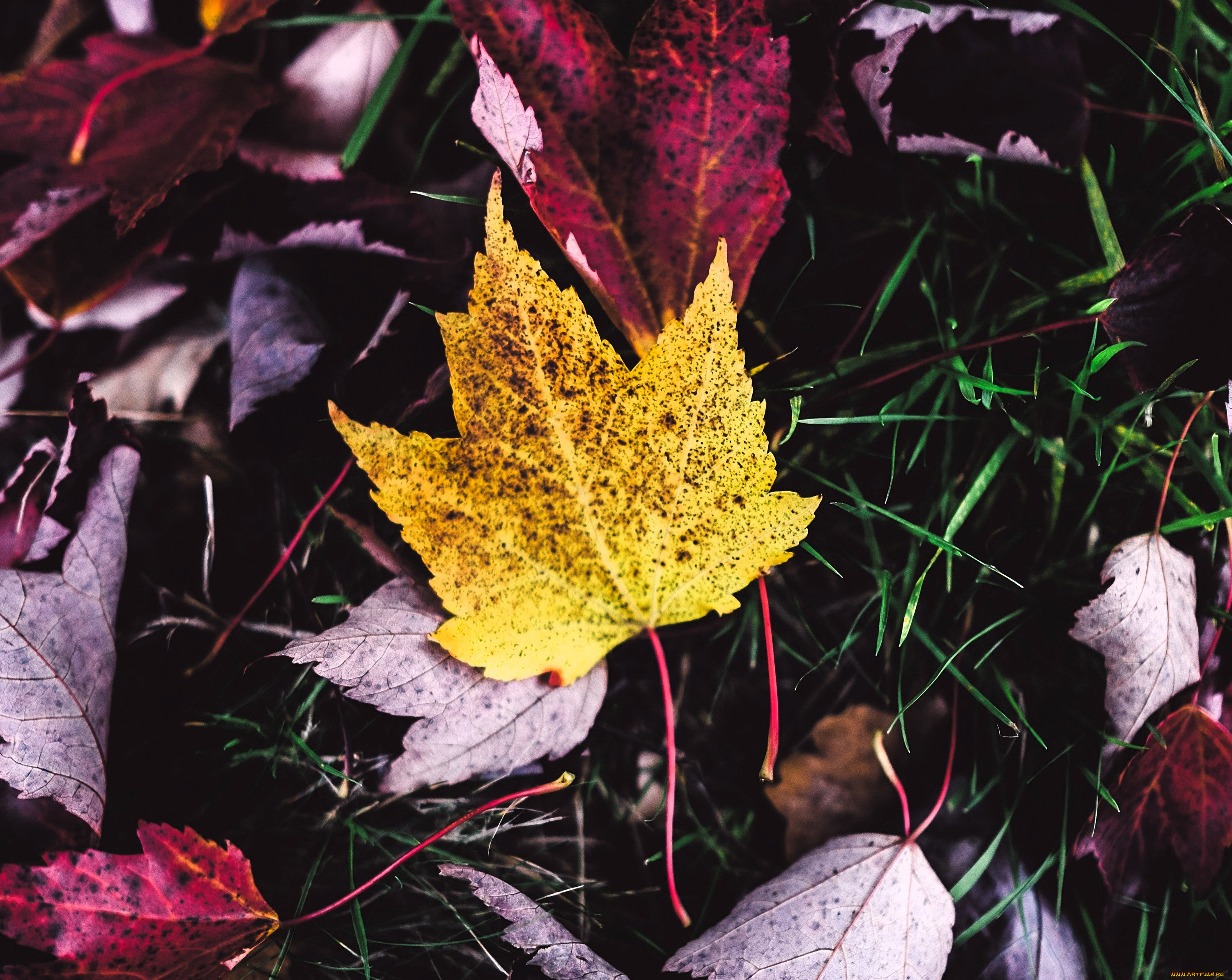 природа, листья, осень, трава