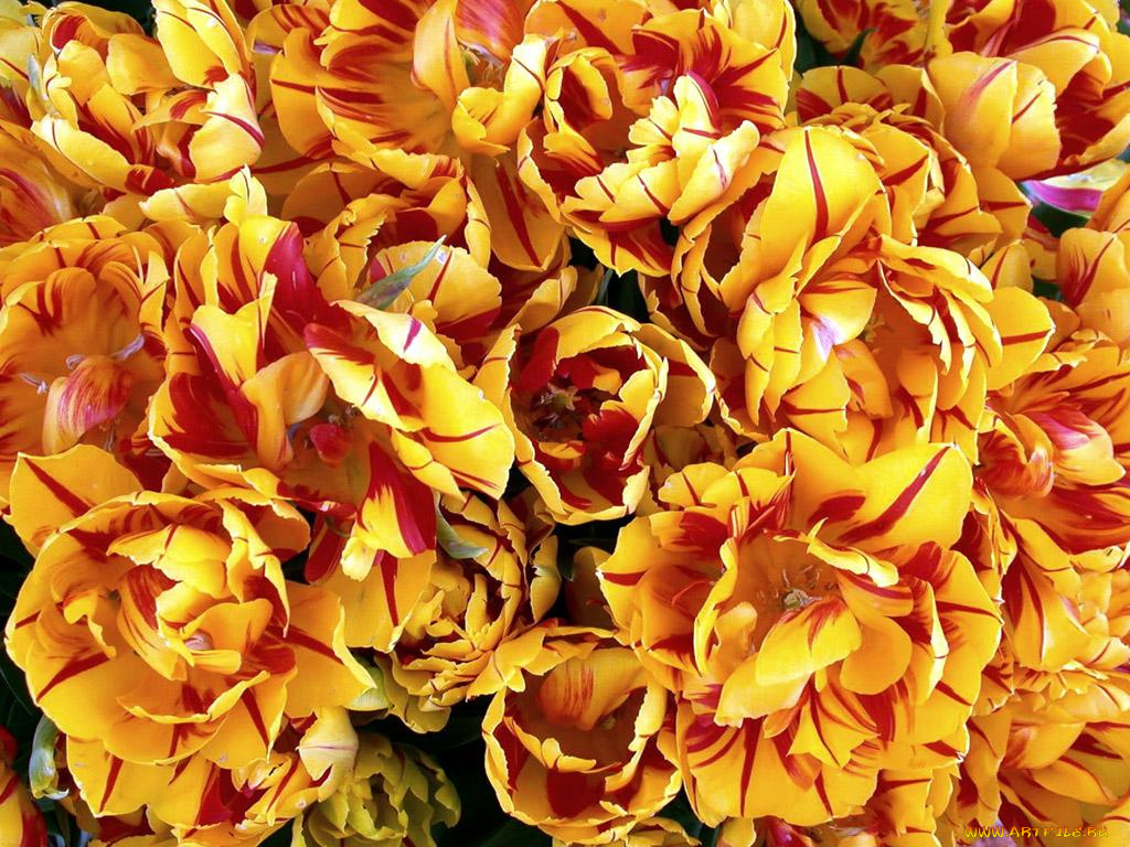 цветы, тюльпаны