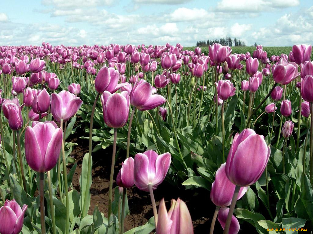 цветы, тюльпаны