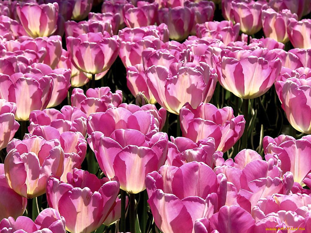 цветы, тюльпаны