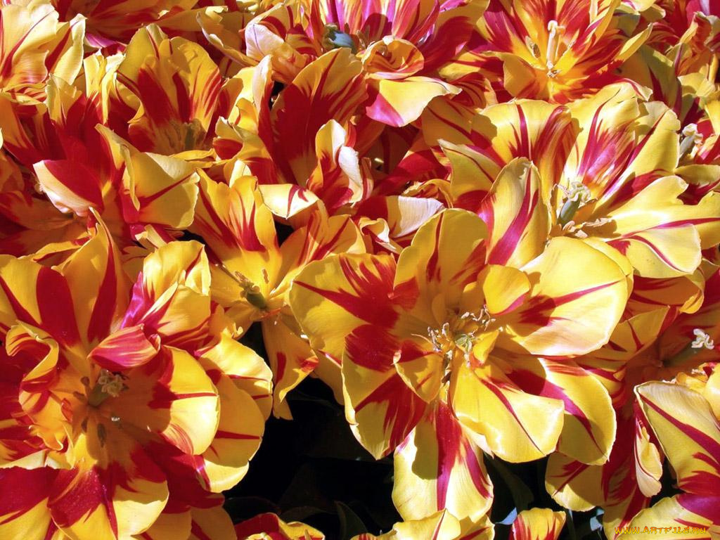 цветы, тюльпаны