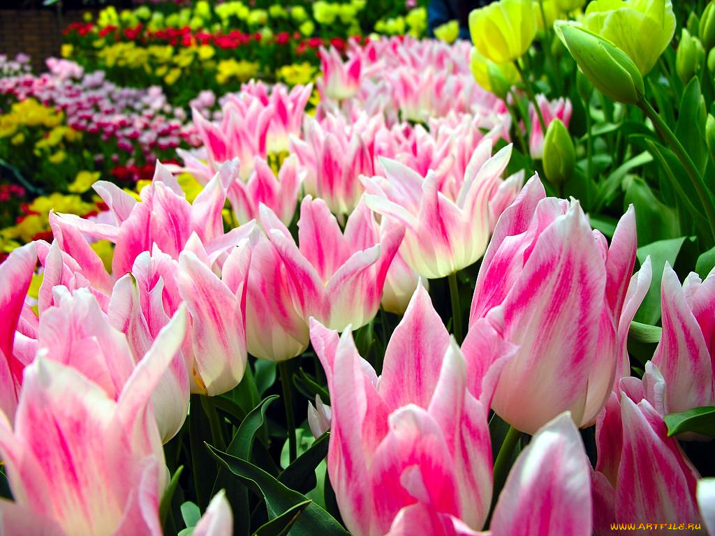 цветы, тюльпаны