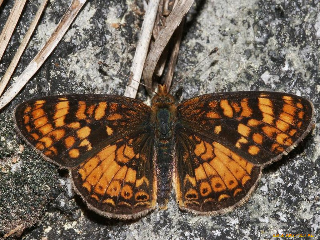 field, crescent, phyciodes, campestris, животные, бабочки