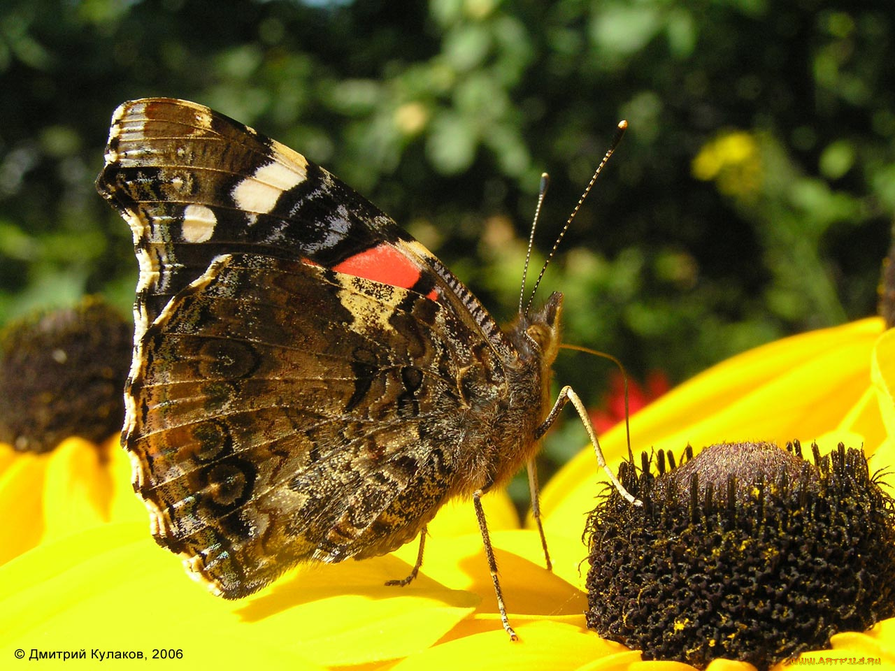 животные, бабочки