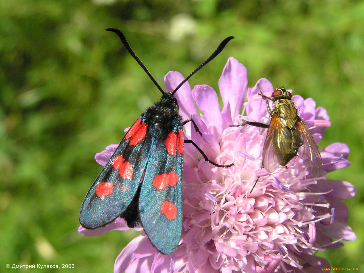 животные, насекомые