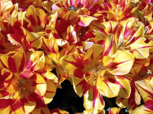 Картинка цветы тюльпаны