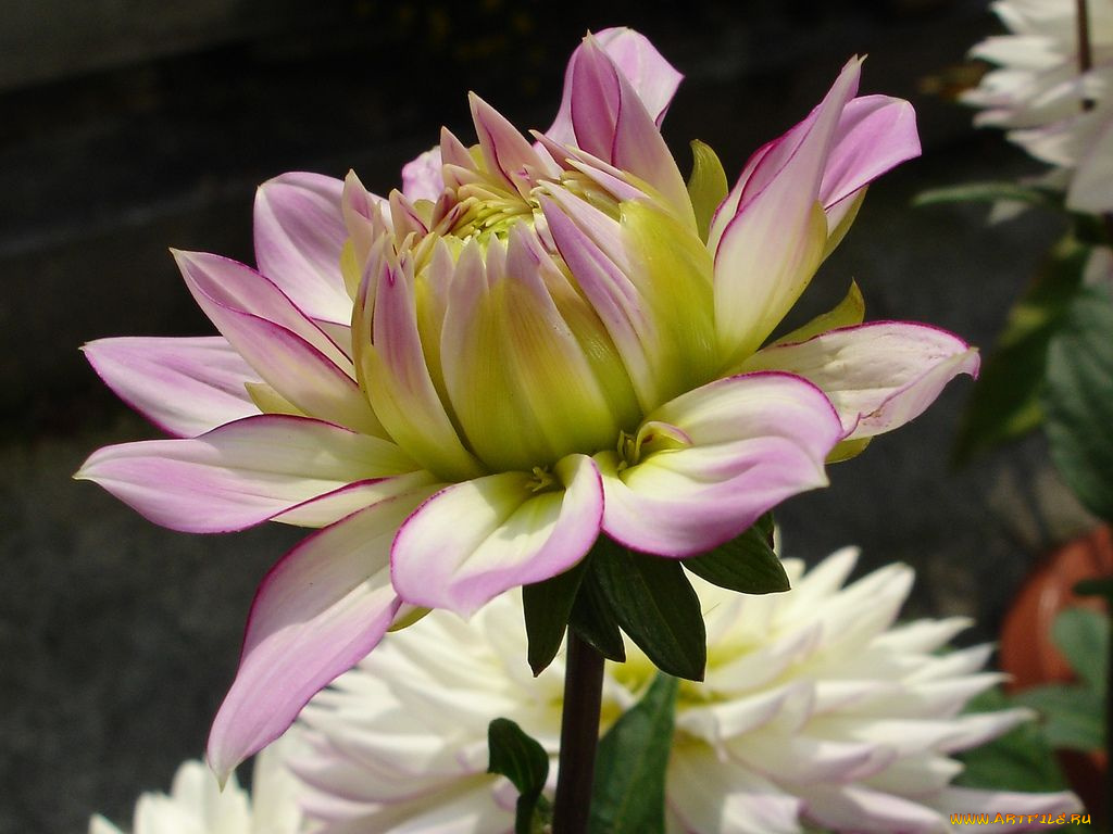 цветы, георгины