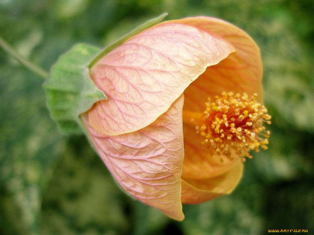 цветы, гибискусы