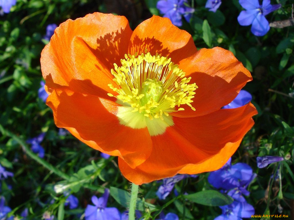 цветы, маки