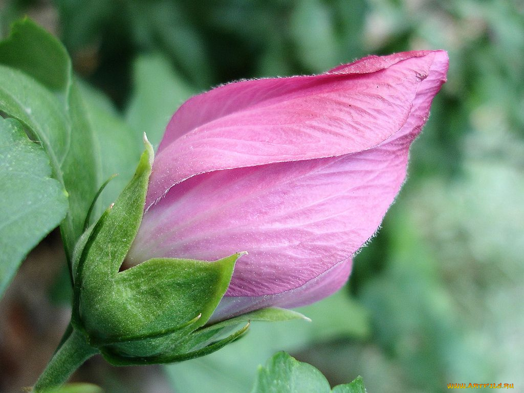 цветы, мальвы