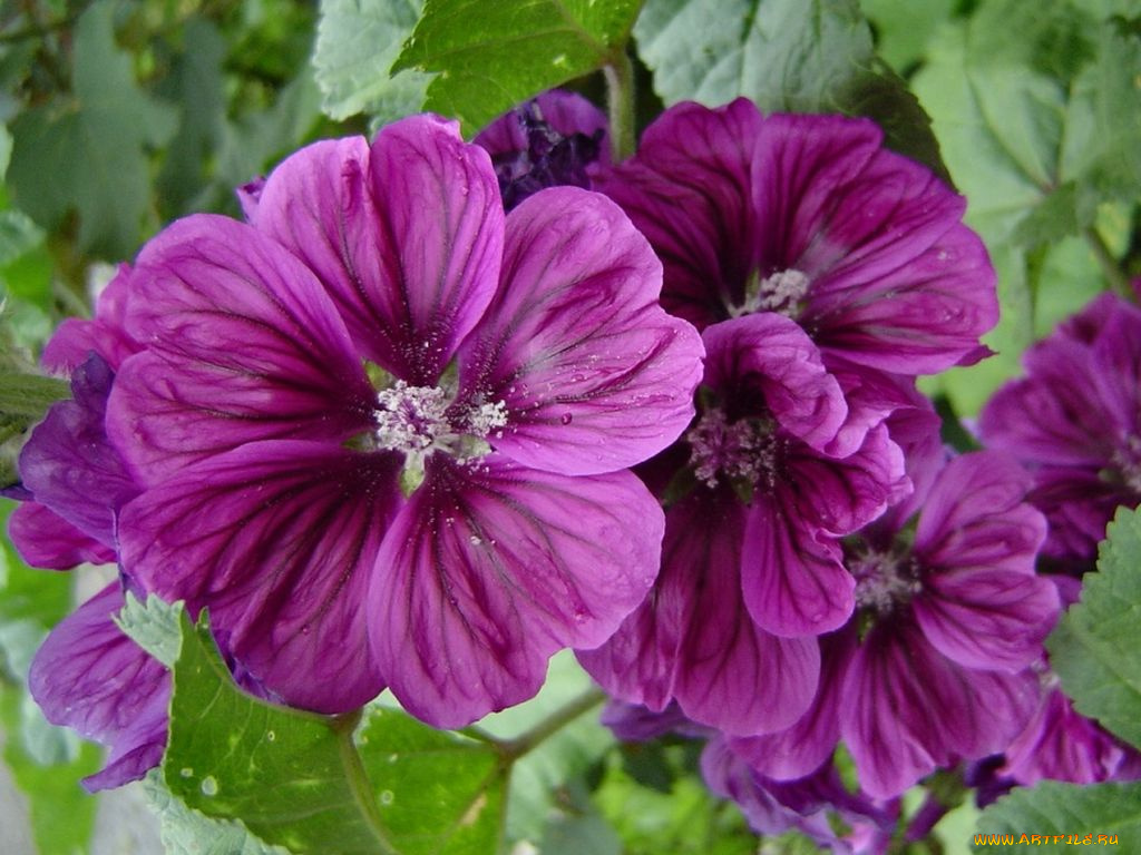 цветы, мальвы