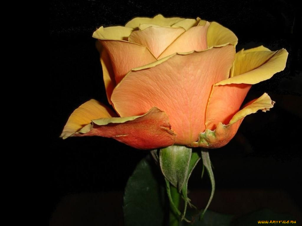 цветы, розы