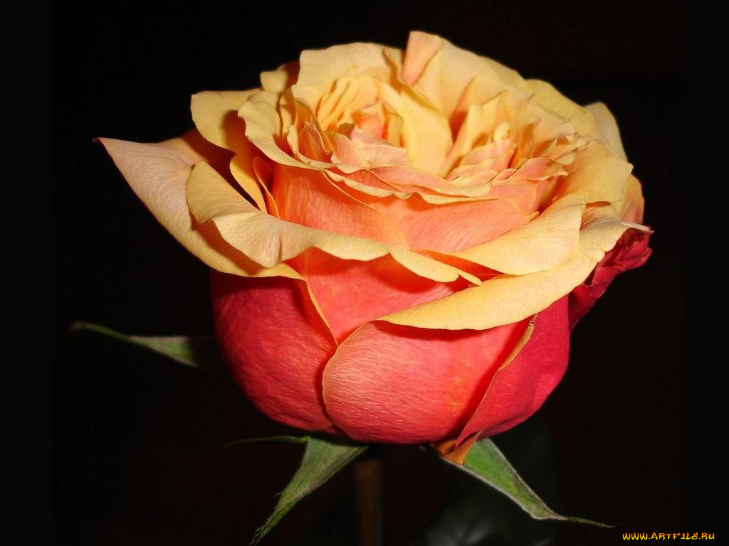 цветы, розы