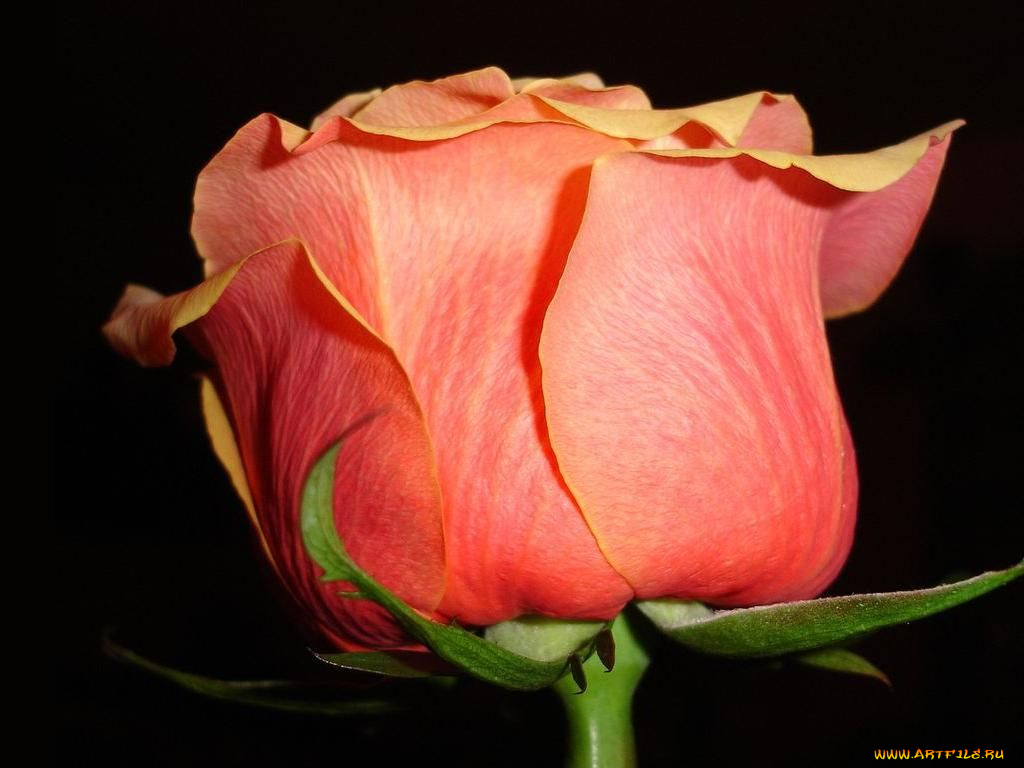 цветы, розы