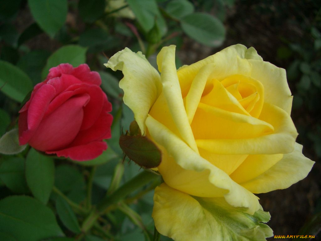 цветы, розы