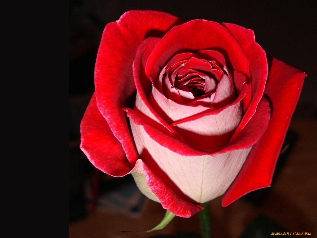 цветы, розы