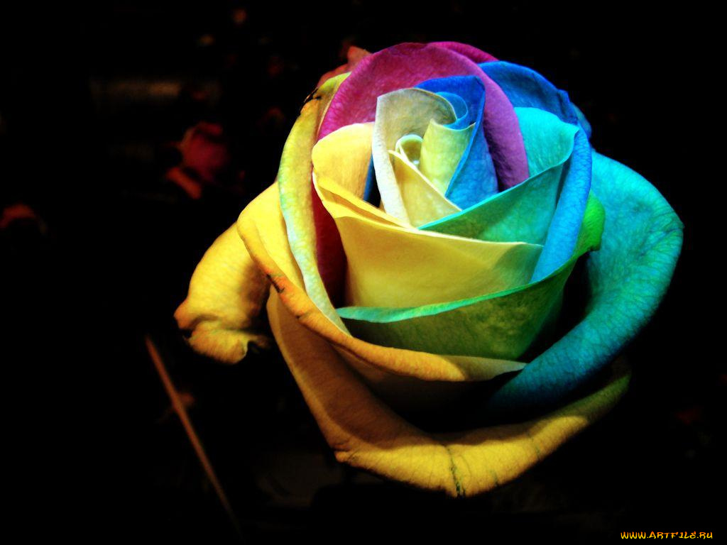 цветы, розы