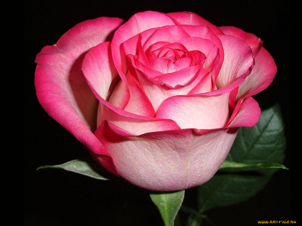 цветы, розы