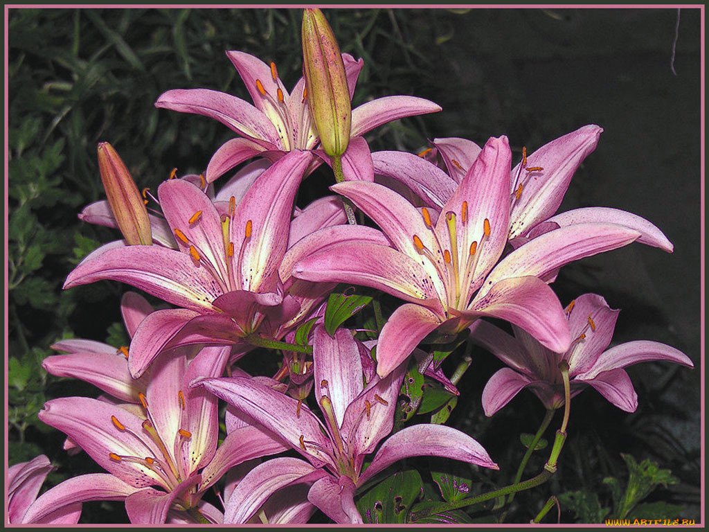 цветы, лилии, лилейники