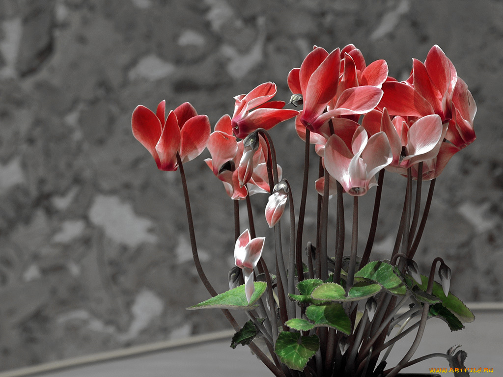 цветы, цикламены, цикламен