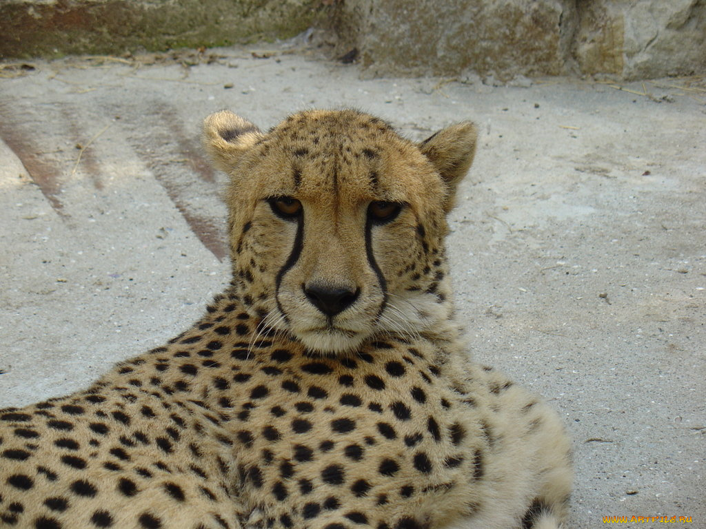 животные, гепарды