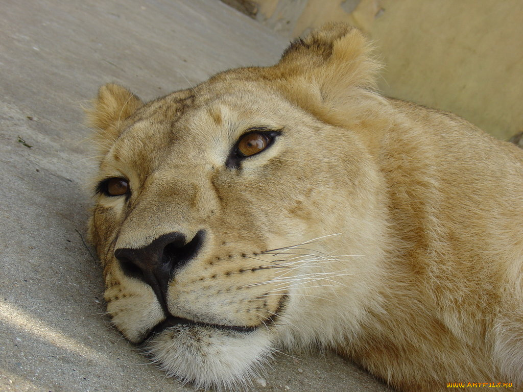 животные, львы