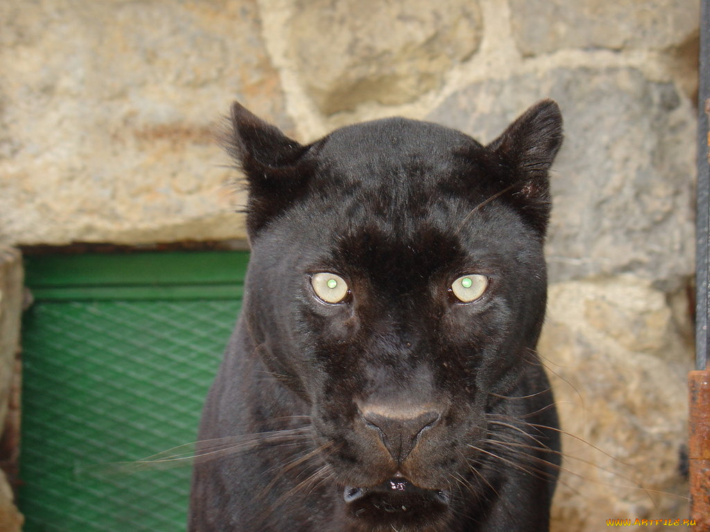 животные, пантеры