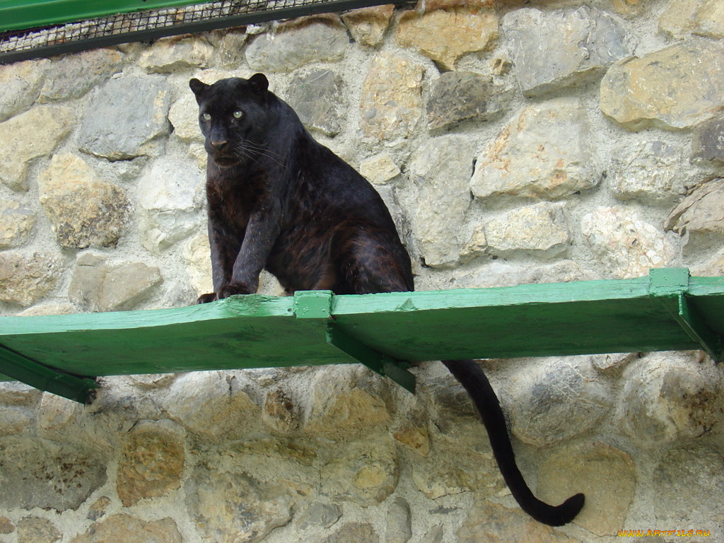 животные, пантеры