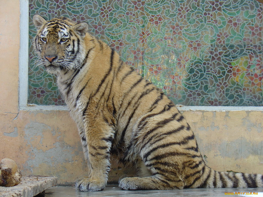 животные, тигры