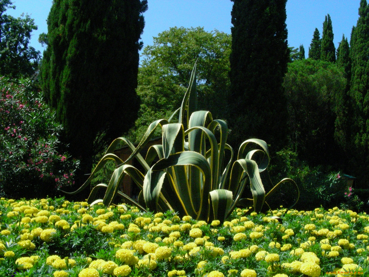 разное, цветы, разные, вместе