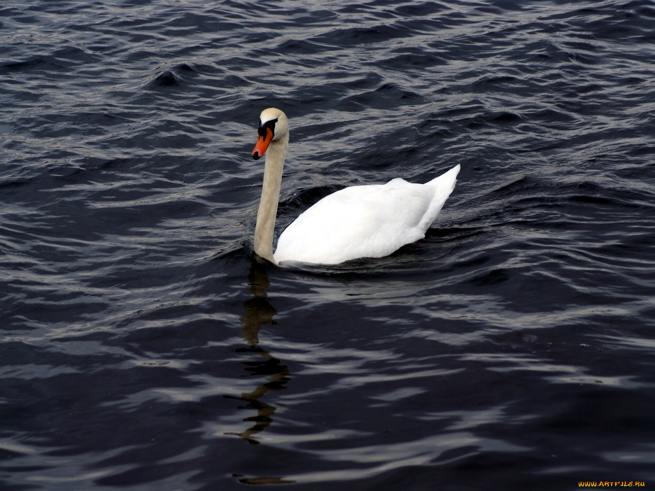 животные, лебеди