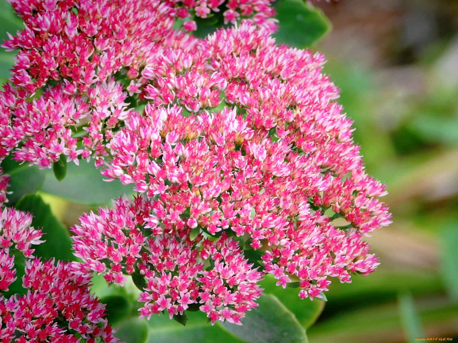 цветы, каланхоэ