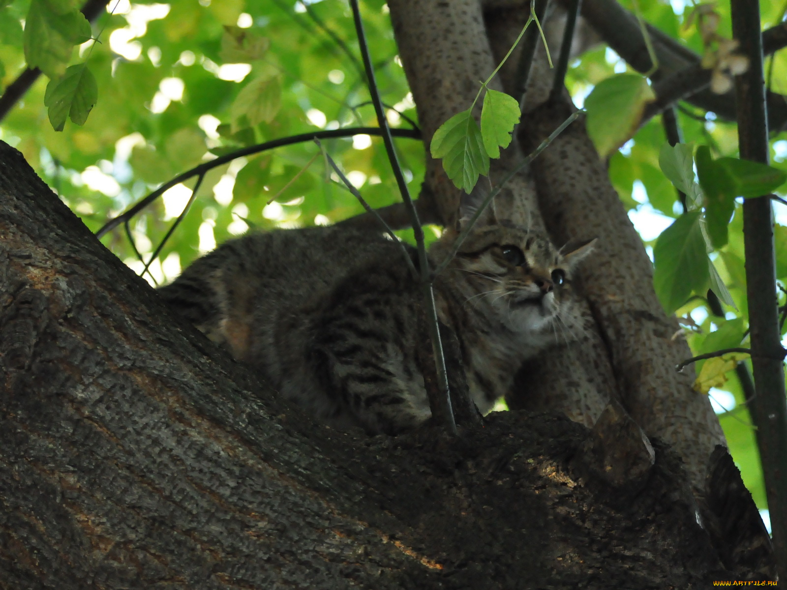 животные, коты