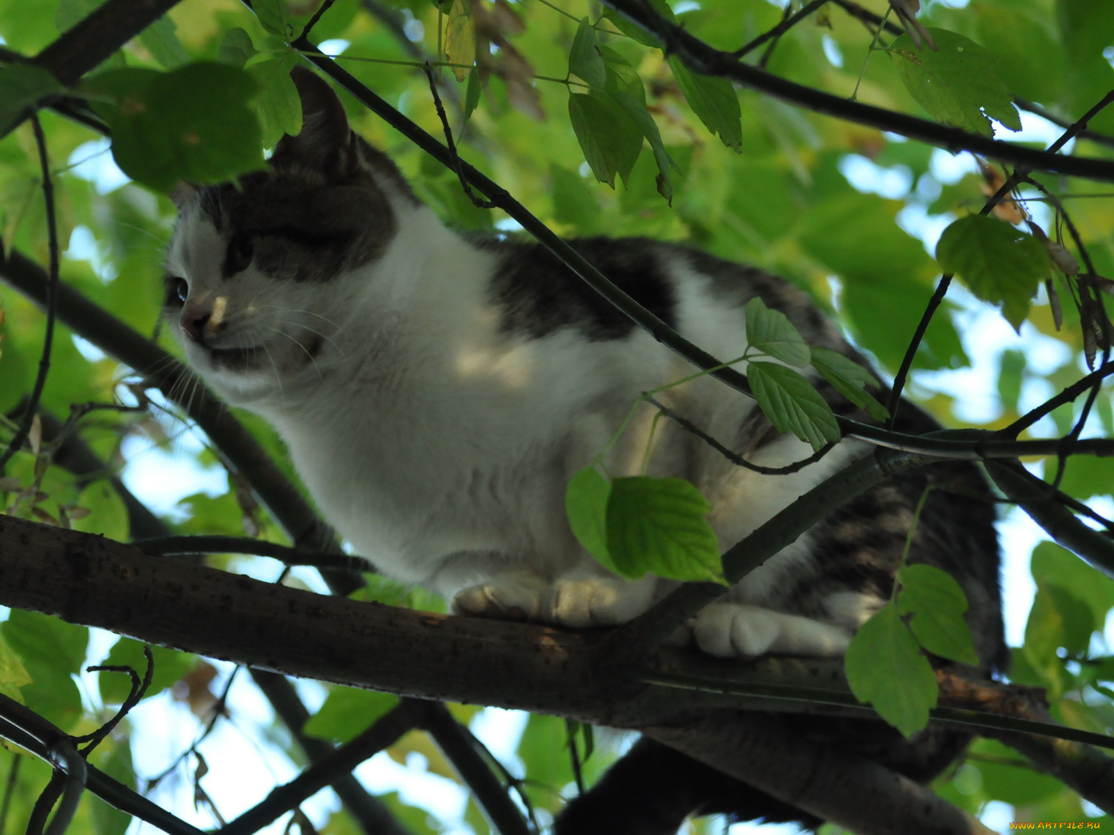 животные, коты