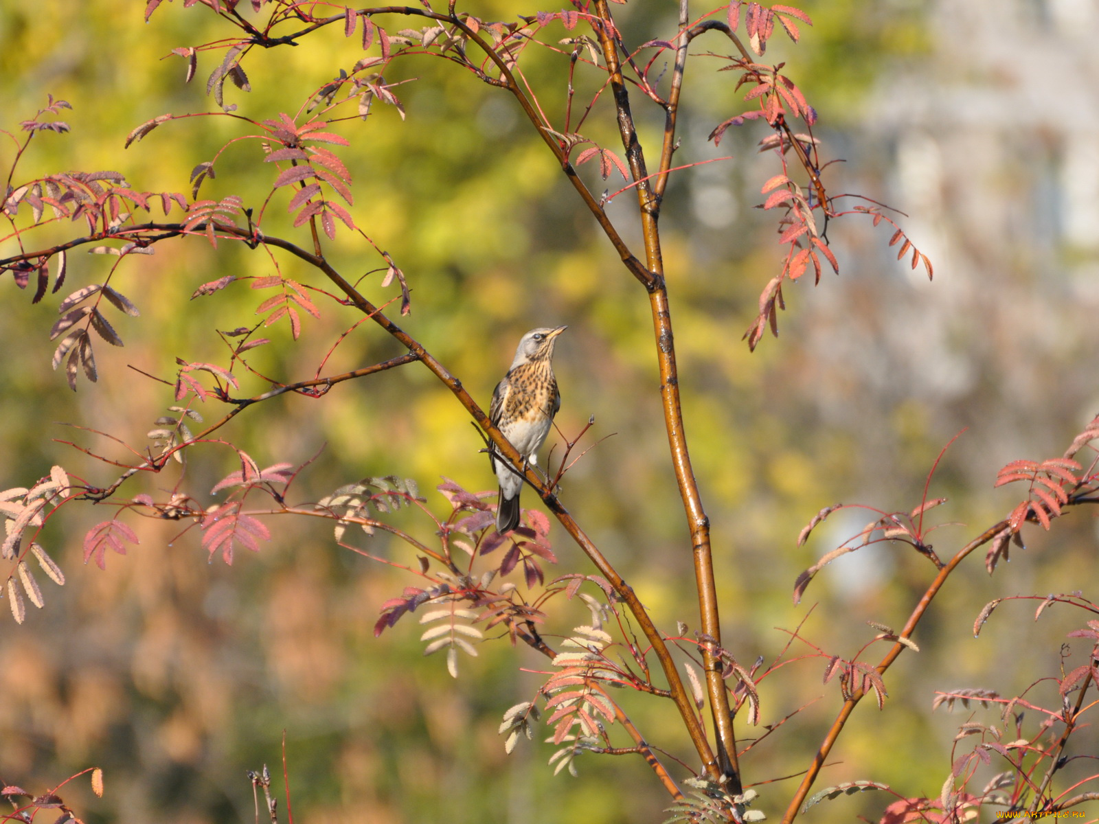 животные, птицы