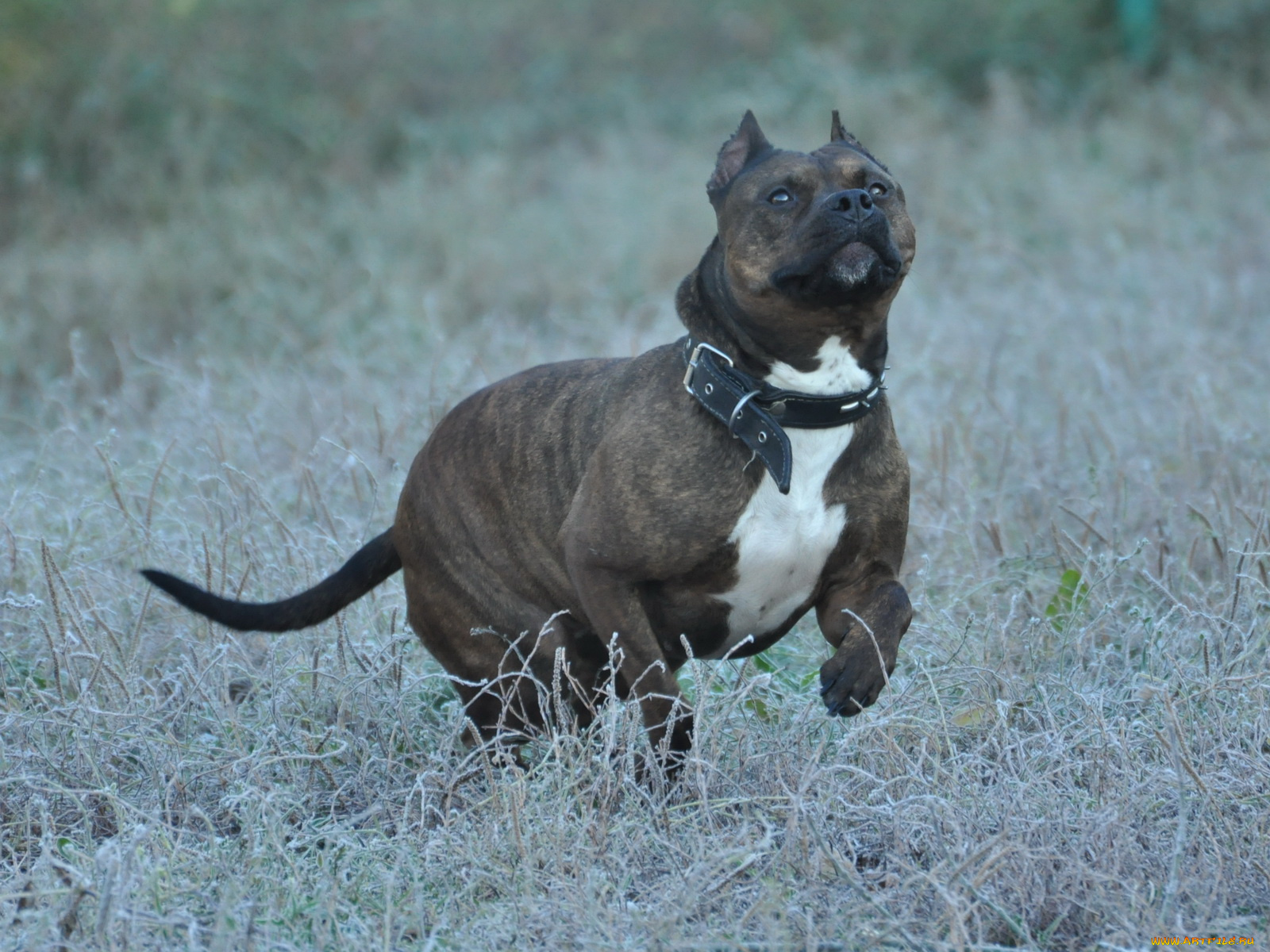 животные, собаки