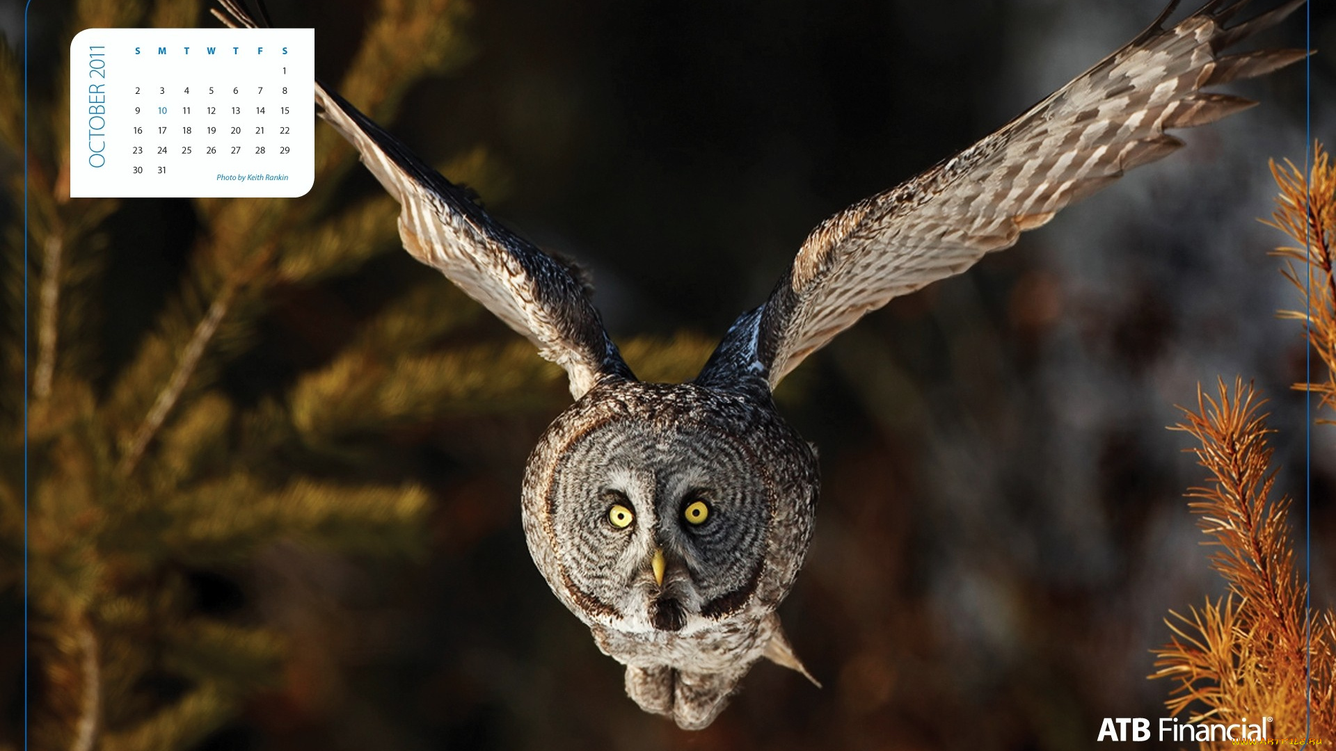 календари, животные, крылья, полет, сова