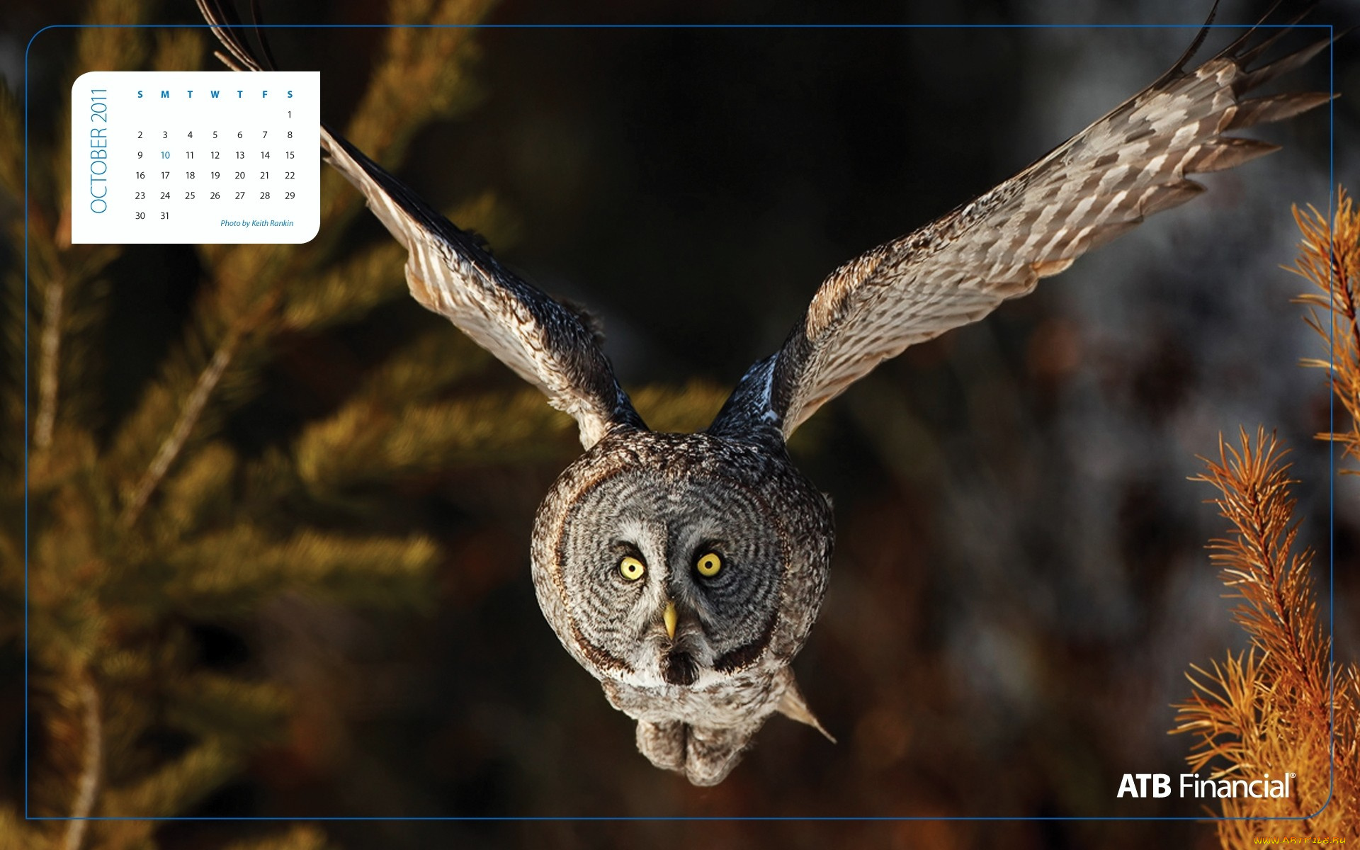 календари, животные, крылья, полет, сова