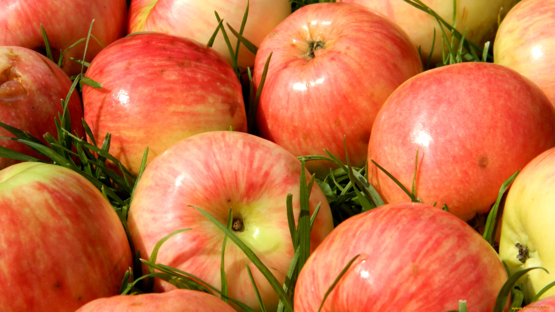 еда, Яблоки, плоды, макро